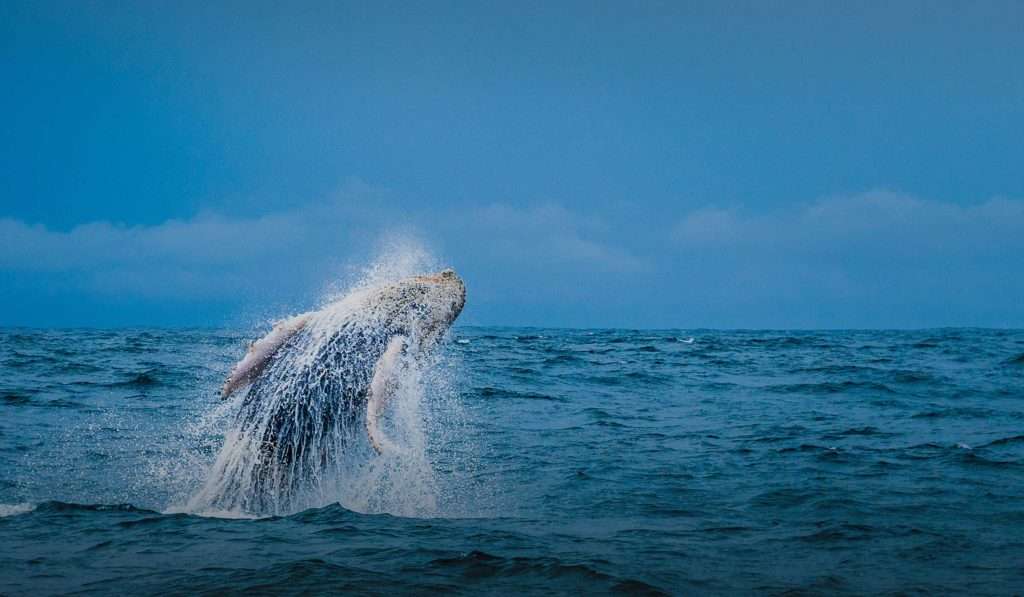 Best Whale Watching in Panama